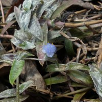 Cyanotis obtusa (Trimen) Trimen